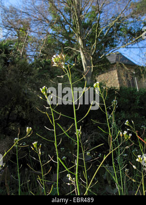 Mouse-ear cress, l'arabette de thalius, Mur-cress (Arabidopsis thaliana), inflorescences, en Allemagne, en Rhénanie du Nord-Westphalie Banque D'Images