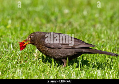 Blackbird (Turdus merula), femme de manger une cerise sur la pelouse, Allemagne Banque D'Images