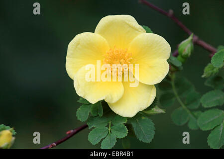 Golden rose de Chine, le père hugo rose (Rosa hugonis (Rosa xanthina. fo hugonis)), fleurs Banque D'Images