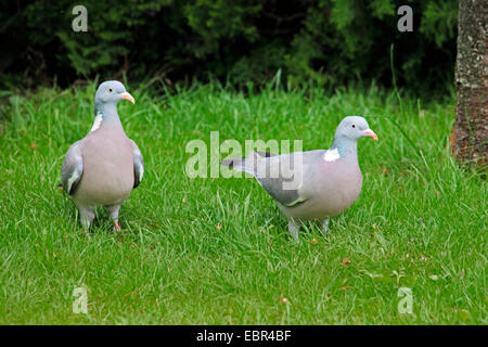 Pigeon ramier (Columba palumbus), deux pigeons dans un pré, Allemagne Banque D'Images