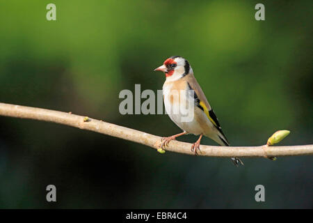 Eurasian goldfinch (Carduelis carduelis), assis sur une branche au printemps, Allemagne Banque D'Images
