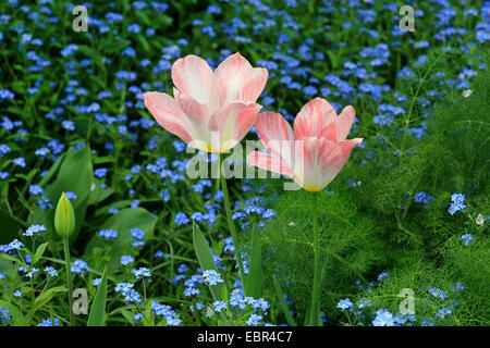 Jardin commun tulip (Tulipa spec.), lit de fleurs avec des tulipes roses et forget-me-nots, Allemagne Banque D'Images