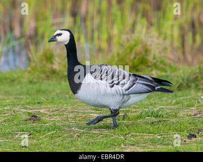 Bernache nonnette (Branta leucopsis), marchant sur la Banque mondiale, l'Allemagne Banque D'Images