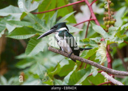 Martin-pêcheur vert (Chloroceryle americana), sur Lookout, le Costa Rica, Rio Herradura Banque D'Images