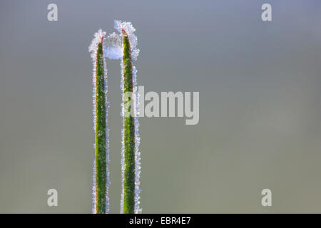 Brins d'herbe avec de la gelée blanche, Suisse Banque D'Images