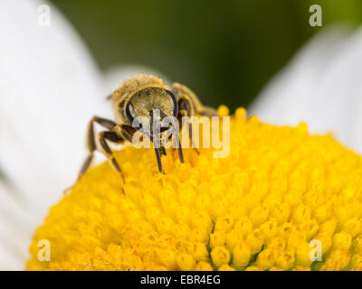 Sweat bee (Halictus confusus), femelle nourriture Nourriture sur oy la grande marguerite (Leucanthemum vulgare), Allemagne Banque D'Images