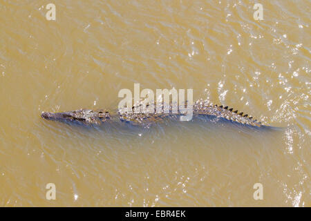 Crocodile (Crocodylus acutus), natation, le Costa Rica, Rio Herradura Banque D'Images