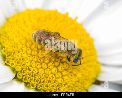 Halictus leucaheneus leucaheneus Halictus (femelle), sur la quête de la marguerite Leucanthemum vulgare (fleurs), Allemagne Banque D'Images