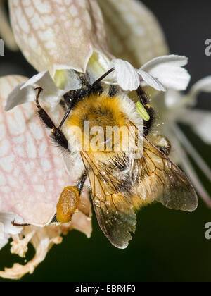 Carder cardeur commun, d'abeilles abeille (Bombus pascuorum, Bombus agrorum), nourriture des travailleurs sur la vessie (Silene vulgaris), Allemagne Banque D'Images