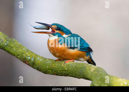 River Kingfisher (Alcedo atthis), alimente un Roach, Allemagne, Bavière, Isental Banque D'Images