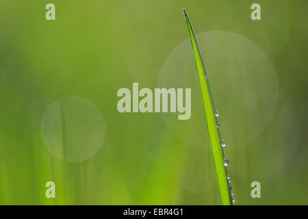 Brin d'herbe avec dewdrops, Suisse Banque D'Images