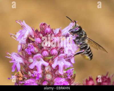 Megachile pilidens pilidens (Megachile), assis sur le thym de sucer le nectar, Allemagne Banque D'Images