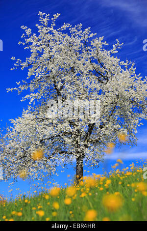 Poirier commun (Pyrus communis), la floraison du poirier au printemps, Suisse, Zuercher bernois Banque D'Images