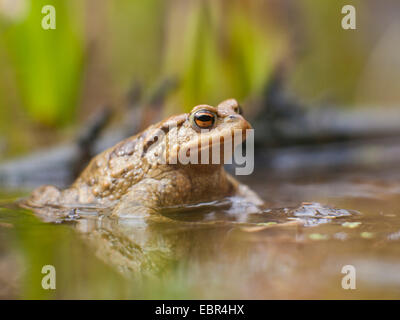 European crapaud commun (Bufo bufo), assis dans l'eau peu profonde, Allemagne Banque D'Images