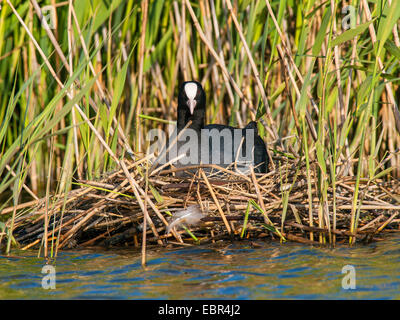 Black Foulque macroule (Fulica atra), sur le nid dans le roseau, Allemagne Banque D'Images