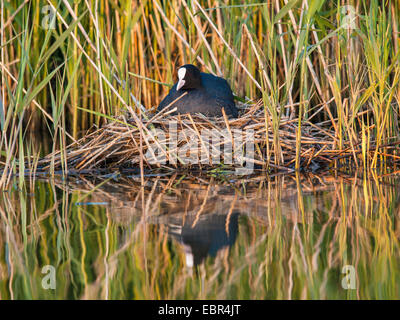 Black Foulque macroule (Fulica atra), sur le nid dans le roseau, Allemagne Banque D'Images