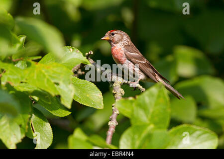 Sizerin flammé, Carduelis flammea Sizerin flammé (Acanthis flammea), mâle, assis sur prunier, Allemagne Banque D'Images