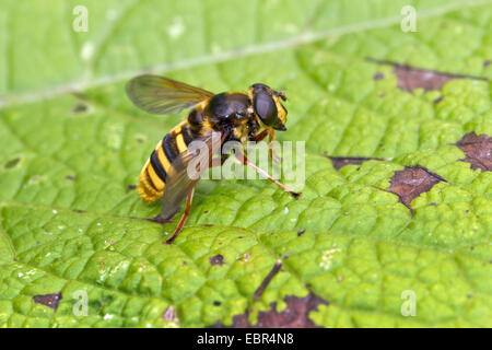 Hoverfly (Sericomyia silentis), femme le toilettage sur une feuille, Allemagne Banque D'Images