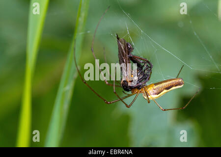 Une araignée plate (Tetragnatha extensa), nourrir les proies dans son site web, Allemagne Banque D'Images