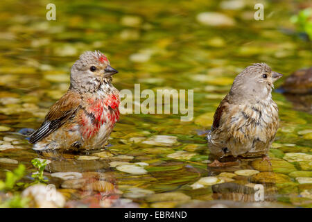 (Carduelis cannabina linnet, Acanthis cannabina), hommes et femmes se baignant dans un ruisseau, Allemagne Banque D'Images