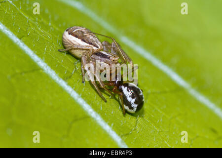 Araignée crabe (Xysticus cristatus), se nourrissant d'un enchevêtrement-web spider, Allemagne Banque D'Images
