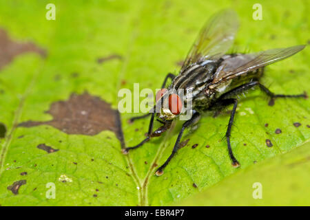 Feshfly, Chair-fly, marbré gris-mouche à viande (Sarcophaga carnaria), se trouve sur une feuille, Allemagne Banque D'Images