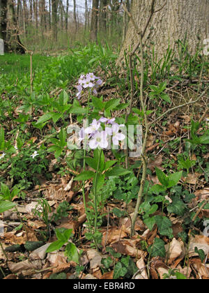 Bog Rose, fleur de Coucou, Lady's Smock, Milkmaids (Cardamine pratensis var. nemorosa, Cardamine nemorosa), qui fleurit sur le sol des forêts, de l'ALLEMAGNE, Basse-Saxe Banque D'Images