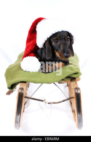 Teckel à poil dur, chien saucisse à poil dur, chien domestique (Canis lupus f. familiaris), avec Santa┤s hat sur un toboggan, Allemagne Banque D'Images