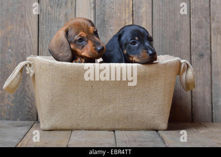 Teckel à poil court, à poil court, chien saucisse chien domestique (Canis lupus f. familiaris), deux chiots teckel à la recherche d'un panier, Allemagne Banque D'Images