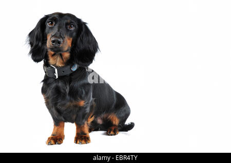 Teckel à poil long, poil long chien saucisse, chien domestique (Canis lupus f. familiaris), aux cheveux noirs assis , Allemagne Banque D'Images