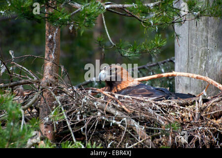 L'aigle royal (Aquila chrysaetos), reproduction de l'aigle, la Suède, le Parc National de Hamra Banque D'Images