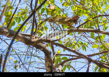 Iguane vert, Iguana iguana iguana (commune), l'escalade à tree top, Costa Rica Banque D'Images