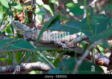 Iguane noir (cf. Ctenosaura similis), femelle sur une branche, le Costa Rica, Parc National Manuel Antonio Banque D'Images