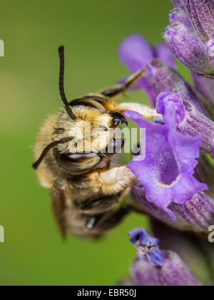 (Megachile willughbiella découpeuse), mâle sur l'anglais de fleurs de lavande (Lavandula angustifolia), Allemagne Banque D'Images