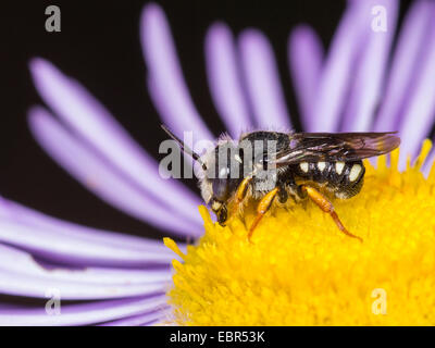 Potter bee (le scapulare), homme de sucer l'Erigeron annuus drom nectar fleur, Allemagne Banque D'Images