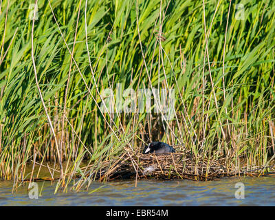 Black Foulque macroule (Fulica atra), sur le nid dans le roseau, Allemagne Banque D'Images