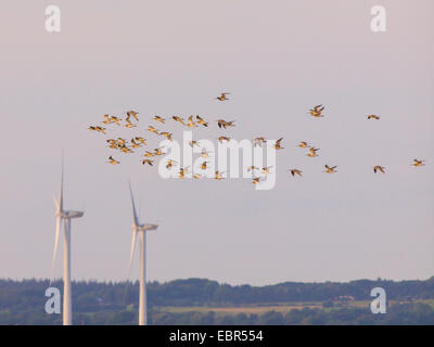 Western Curlew (Numenius arquata), troupeau, le ciel avec des moulins à vent, Allemagne Banque D'Images