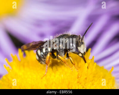 Potter bee (le scapulare), homme de sucer l'Erigeron annuus drom nectar fleur, Allemagne Banque D'Images