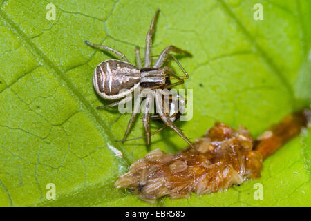 Araignée crabe (Xysticus cristatus), se nourrissant d'un enchevêtrement-web spider, Allemagne Banque D'Images