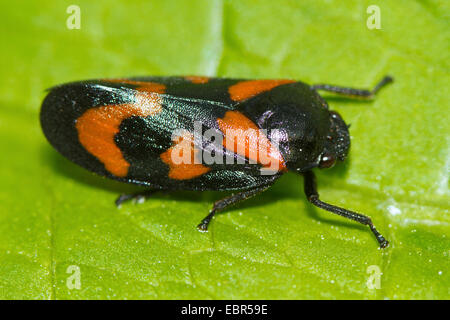 Noir et rouge (Cercopis froghopper Cercopis vulnerata, sanguinea), sur une feuille, Allemagne Banque D'Images