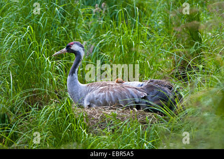 Grue cendrée grue eurasienne, (Grus grus), homme brreding avec chick à l'arrière, l'Allemagne, Mecklembourg-Poméranie-Occidentale Banque D'Images