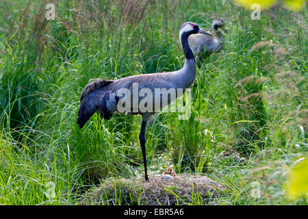 Grue cendrée grue eurasienne, (Grus grus), les parents au nid avec des oeufs et des poussins, l'Allemagne, Mecklembourg-Poméranie-Occidentale Banque D'Images