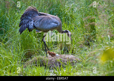 Grue cendrée grue eurasienne, (Grus grus), homme au nid avec des oeufs et des poussins, l'Allemagne, Mecklembourg-Poméranie-Occidentale Banque D'Images