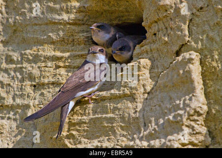 (Riparia riparia), en face de la grotte de reproduction avec squeaker, Allemagne, Bavière, Isental Banque D'Images