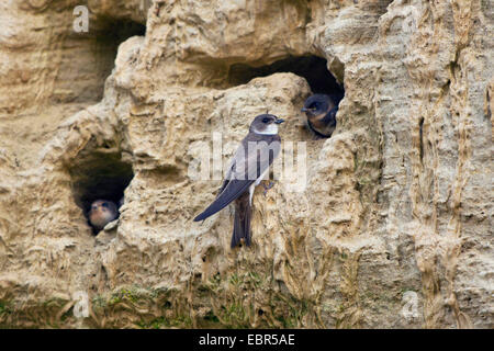 (Riparia riparia), en face de la grotte de reproduction avec squeaker, Allemagne, Bavière, Isental Banque D'Images