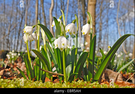 Printemps Leucojum vernum (flocon), Allemagne Banque D'Images