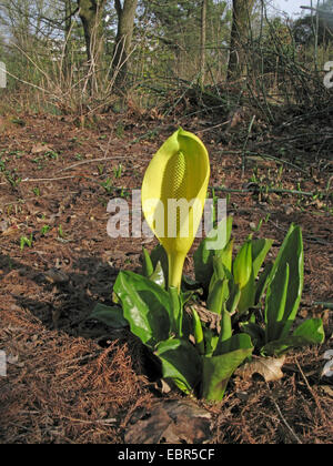 Choux, swamp lantern, arum jaune, jaune lysichiton (Lysichiton americanus), blooming Banque D'Images