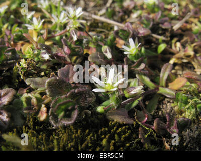 Petite souris-auriculaire, cinq étamines-mouse-ear mouron (Cerastium semidecandrum), qui fleurit sur les terrains vagues avec une mousse Veronica, ALLEMAGNE, Basse-Saxe Banque D'Images