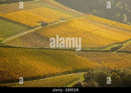 Vignobles à la vallée de l'Ahr, Mayschoss à la vallée de l'Ahr, secteur en croissance de la vigne cépage Pinot noir et Portugieser Traube, Allemagne, Rhénanie-Palatinat, Eifel, Ingelbach Banque D'Images