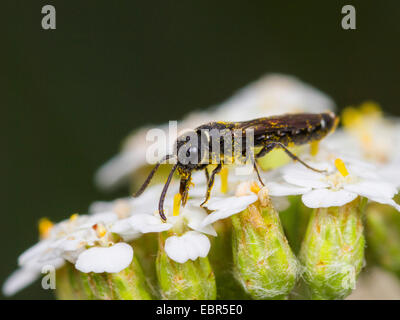 Les iguanes à Club Sapygina decemguttata (WASP), les aires communes sur le millefeuille (Achillea millefolium), Allemagne Banque D'Images